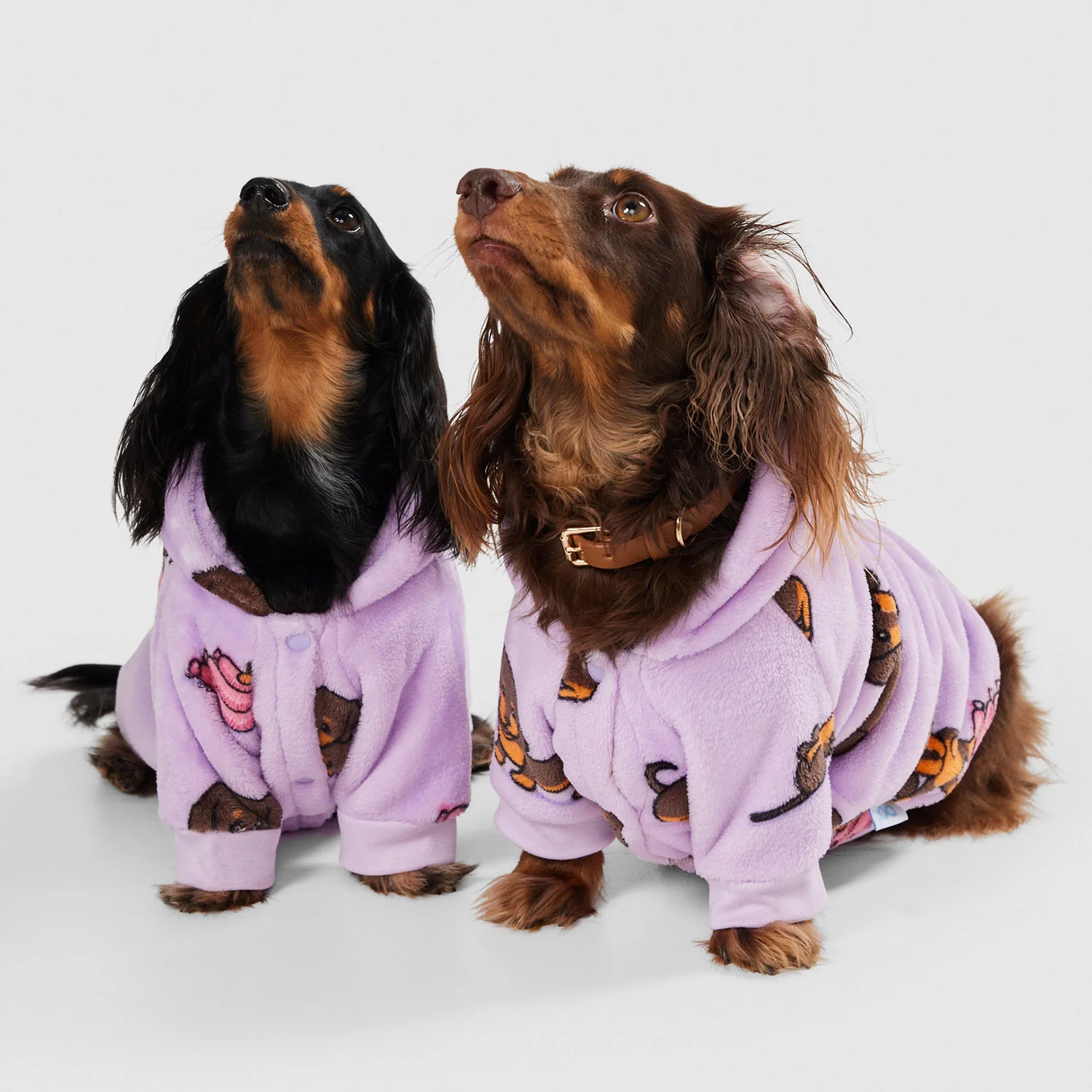Dachshund - Image 3