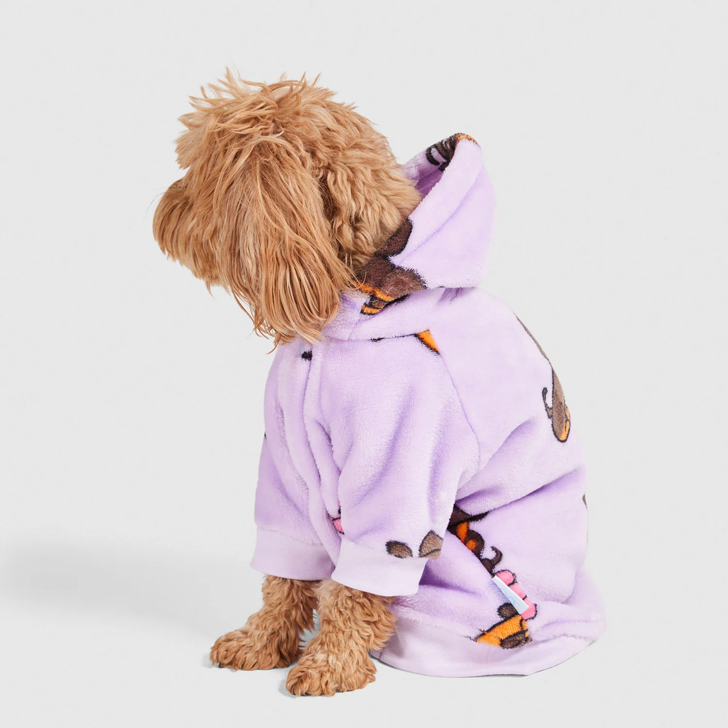 Dachshund - Image 5